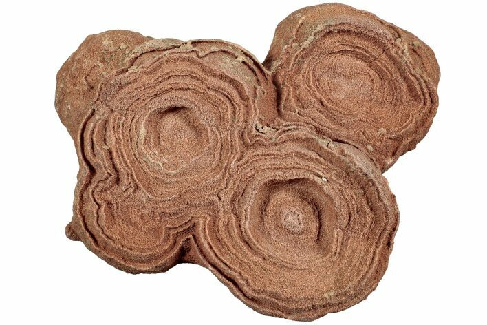 Flower-Like Sandstone Concretion - Pseudo Stromatolite #238038